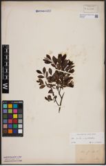 Foto von Salix aurita L. x Salix myrtilloides L.